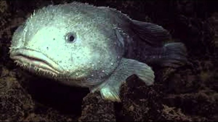 Blobfish