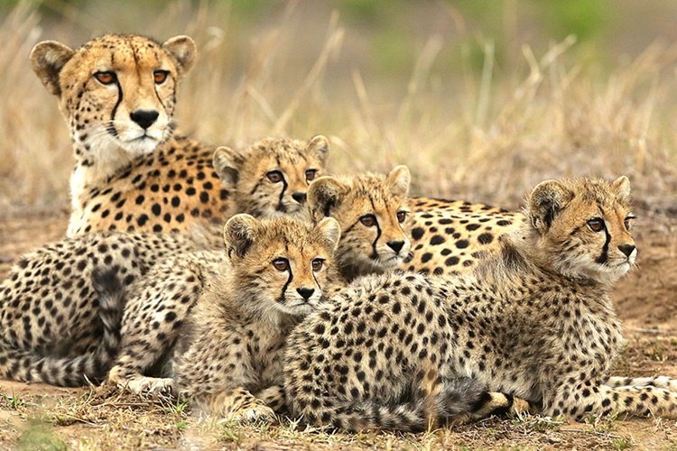Cheetah