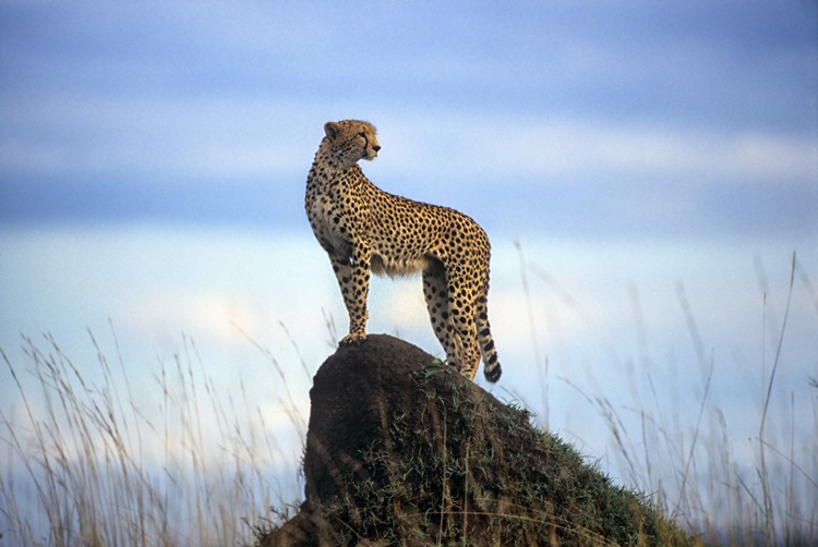 Cheetah