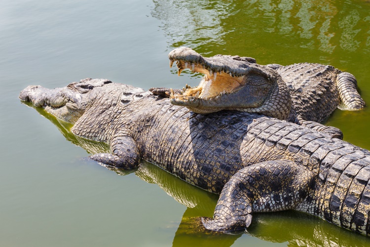 Crocodile Facts