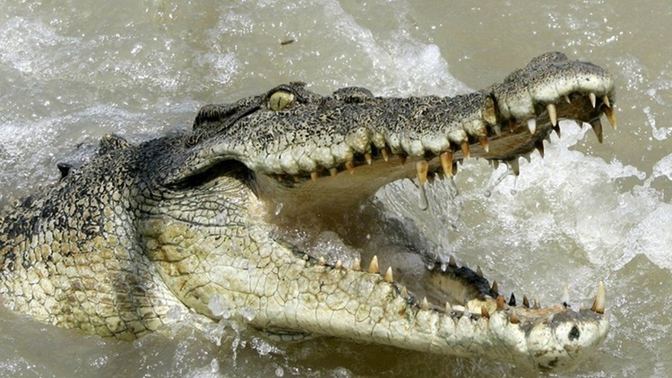 Crocodile