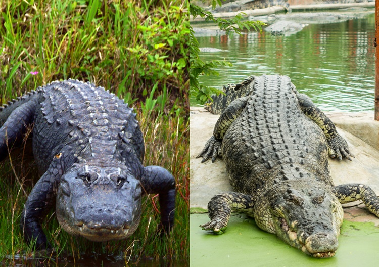 Crocodiles Alligator