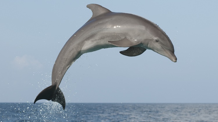 Dolphin Trivia 