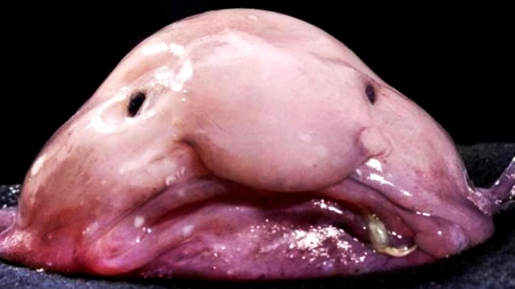 Facts about Blobfish