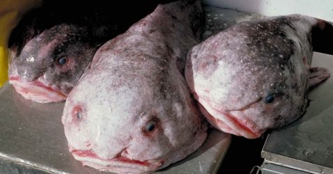 Facts about Blobfish