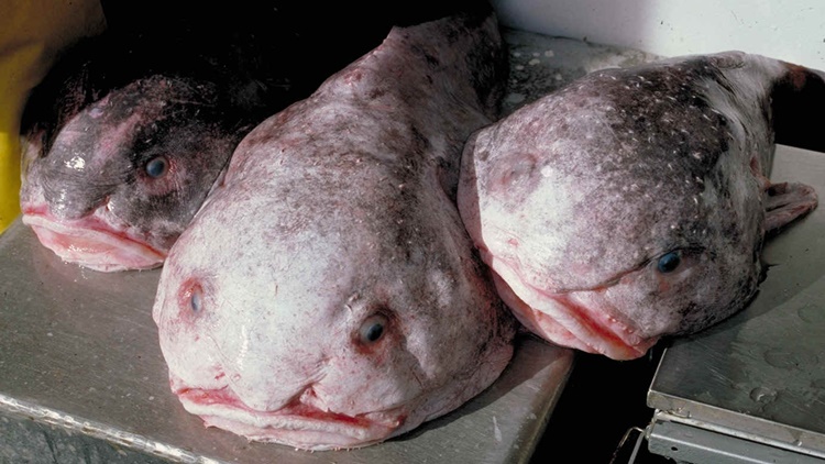 Facts about Blobfish