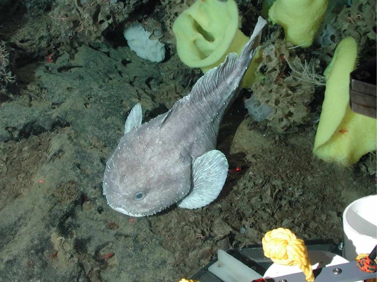 Facts about Blobfish