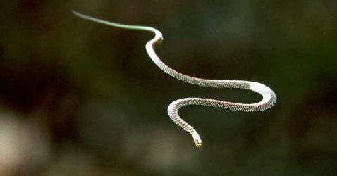 Facts about Flying Snakes