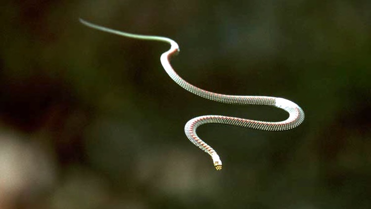 Facts about Flying Snakes