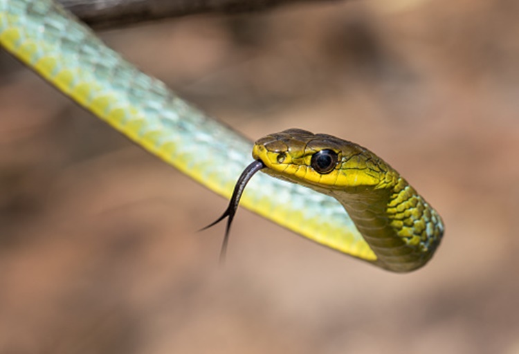 Facts about Flying Snakes