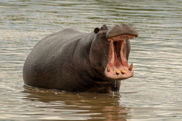 Facts about Hippopotamus