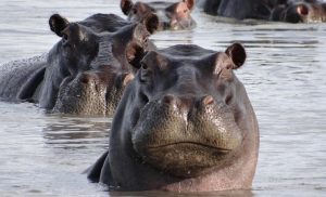 Facts about Hippopotamus