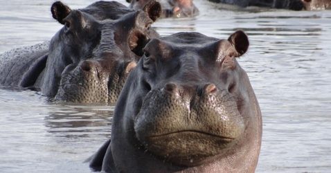 Facts about Hippopotamus