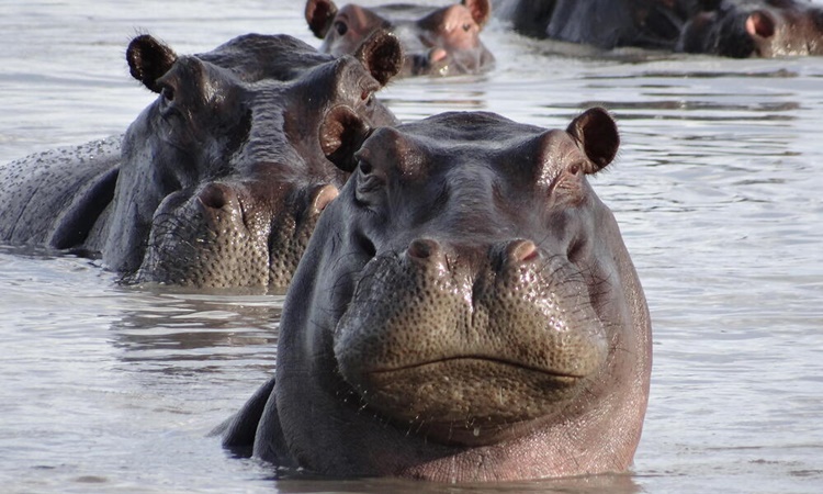 Facts about Hippopotamus