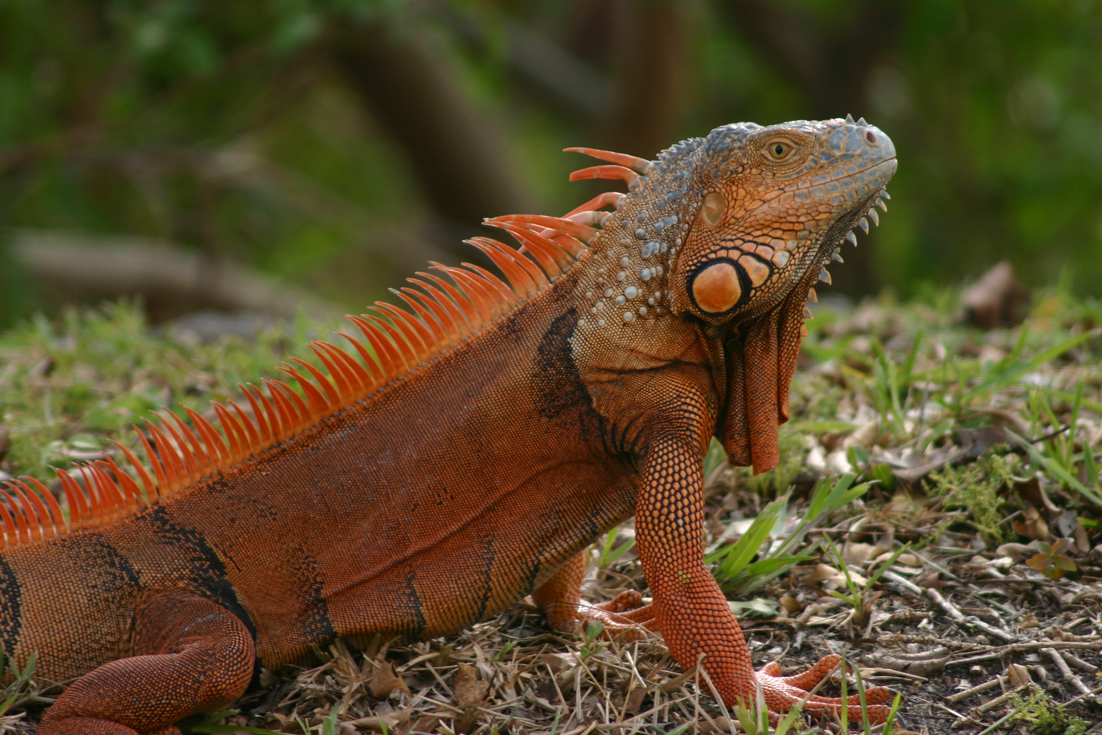 Красная игуана. Игуана обыкновенная красная. Игуана красная (Iguana Iguana). Игуана красная МОРФА. Игуана оранжевая.