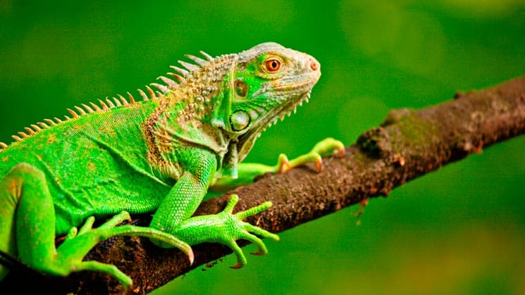 Facts about Iguana 