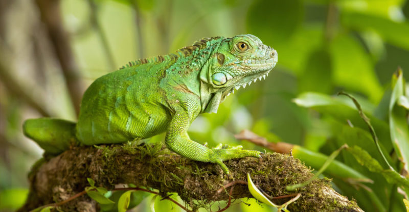 Facts about Iguana