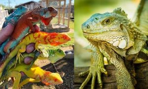 Facts about Iguana