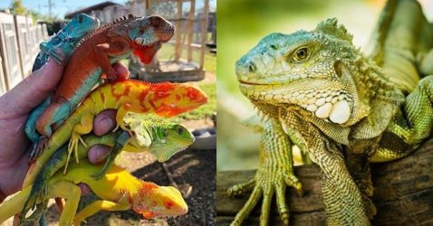 Facts about Iguana