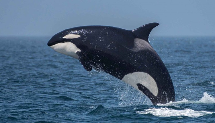 Facts about Killer Whales