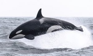 Facts about Killer Whales