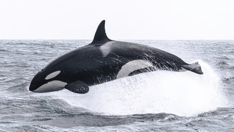 Facts about Killer Whales