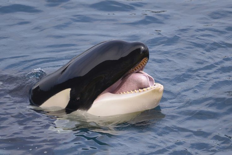 Facts about Killer Whales