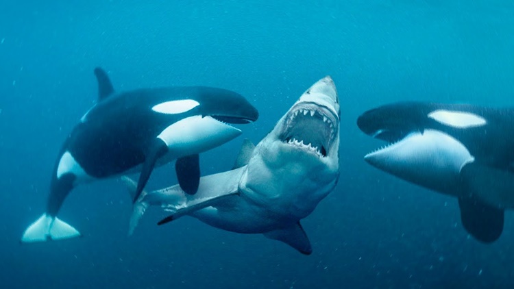 Facts about Killer Whales