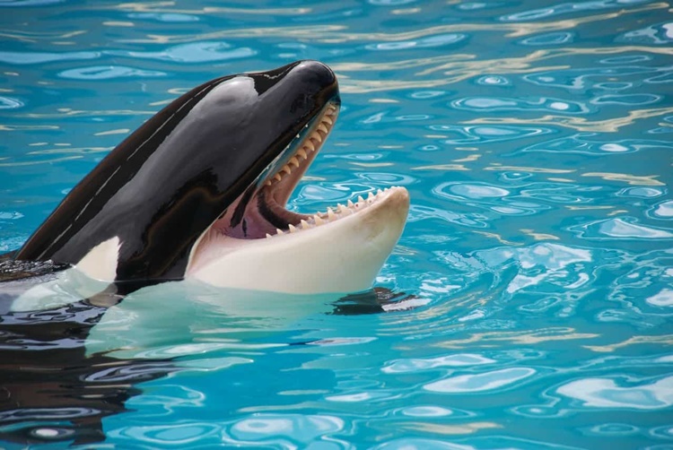 Facts about Killer Whales