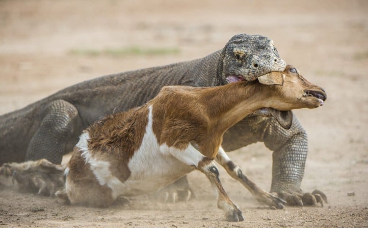 Facts about Komodo Dragon