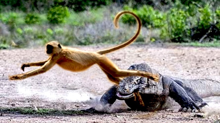 Facts about Komodo Dragon