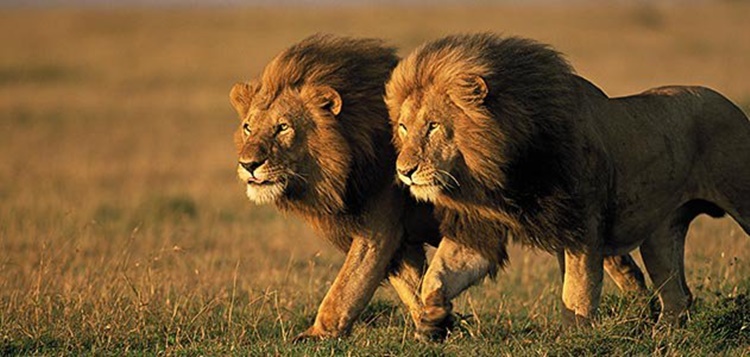Facts about Lions