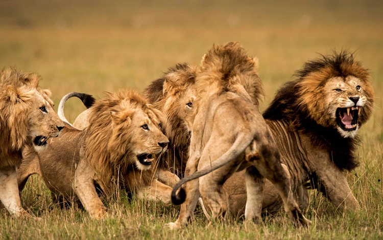 Facts about Lions