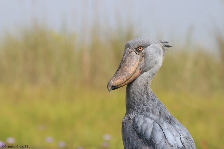 Facts about Shoebill