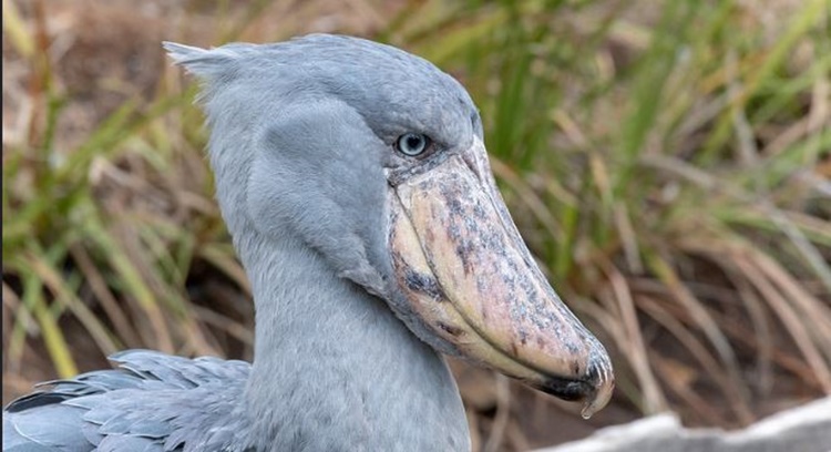 Facts about Shoebill