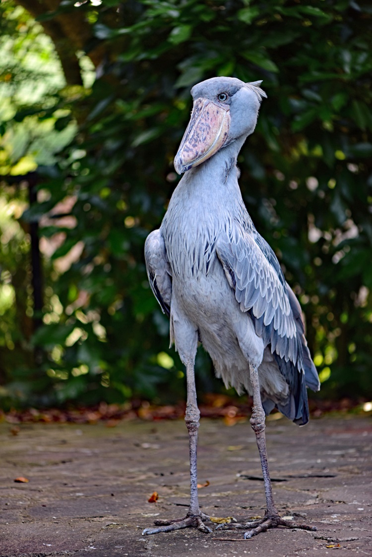 Facts about Shoebill