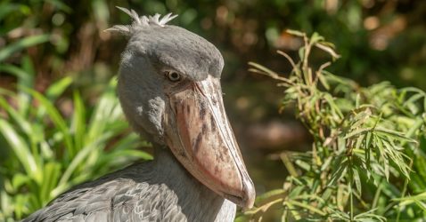 Facts about Shoebill