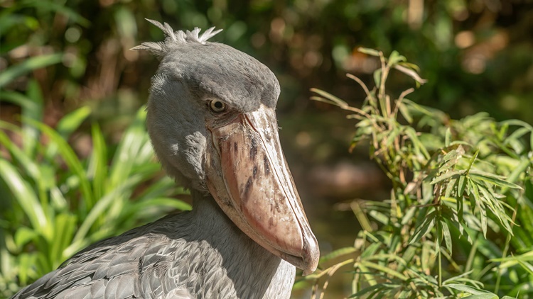Facts about Shoebill