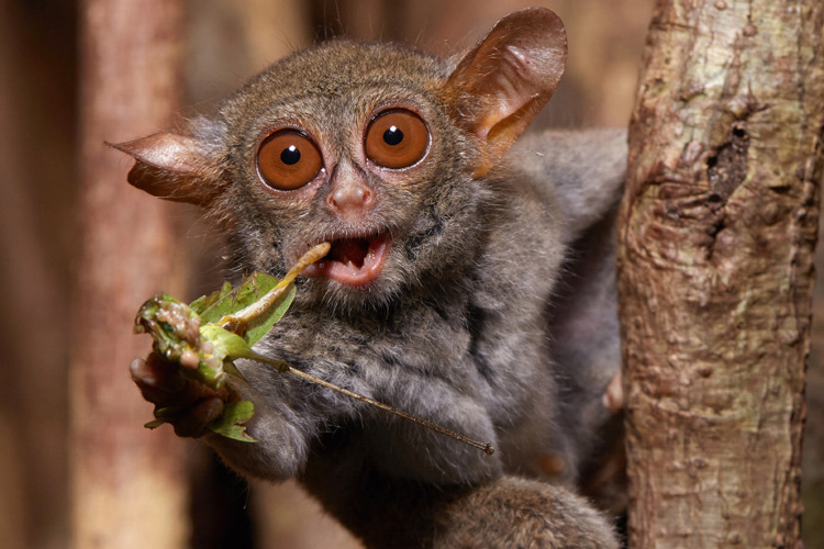 Facts about Tarsier