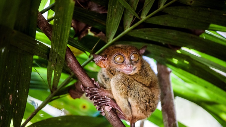 Facts about Tarsier
