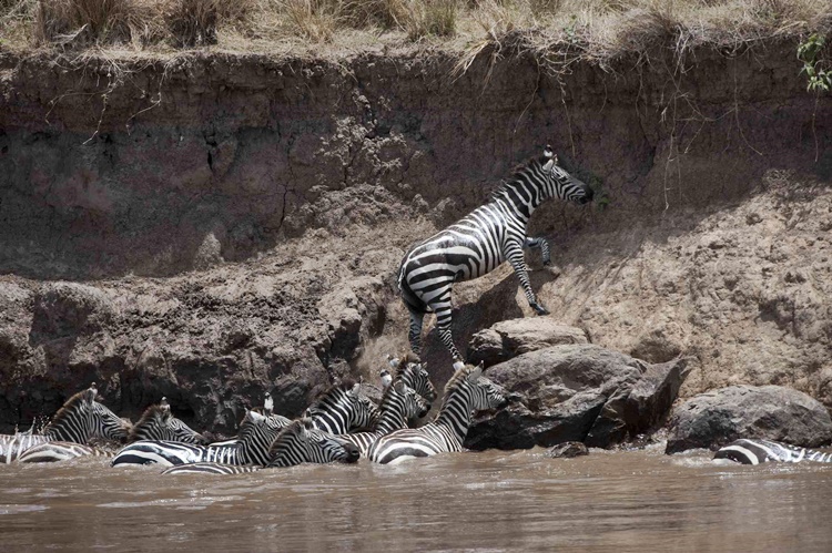 Facts about Zebra