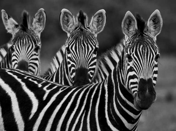 Facts about Zebra