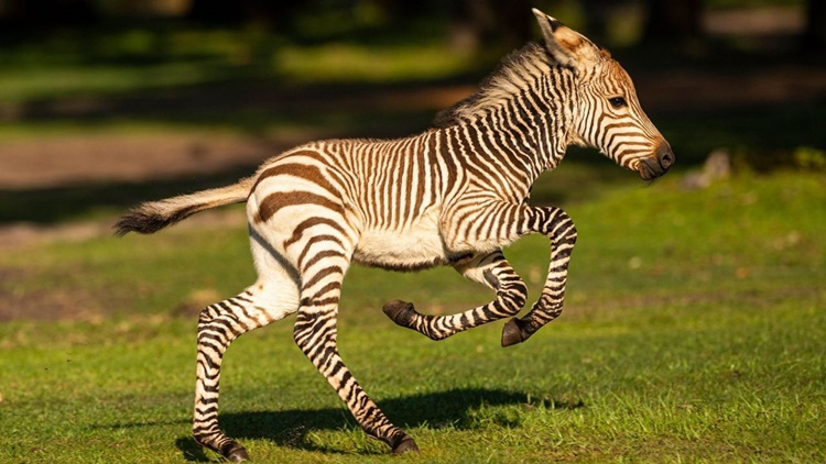 Facts about Zebra