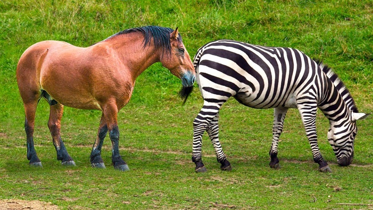Facts about Zebra