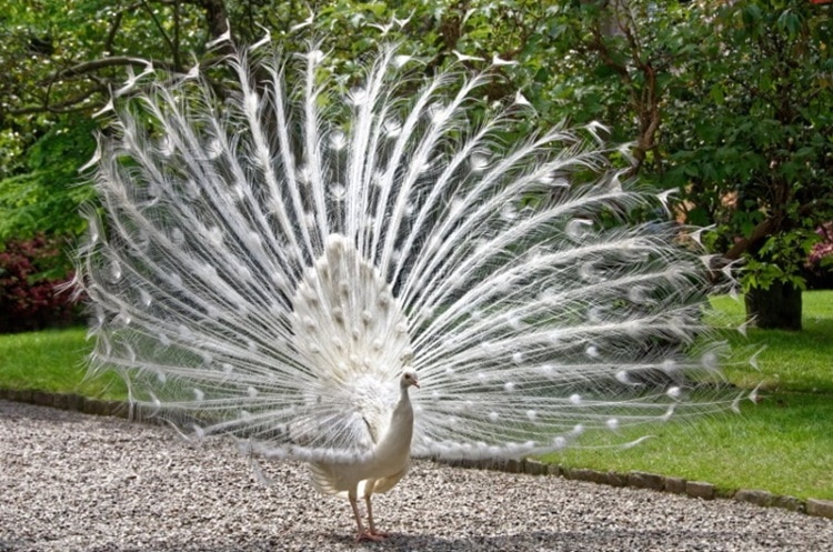 Facts about peacock