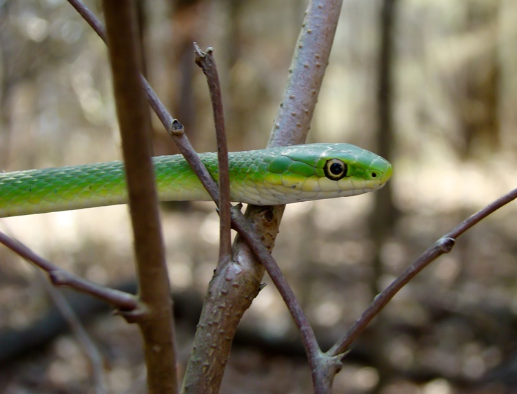 Flying Snake