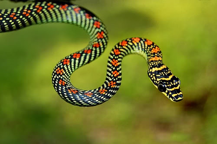 Flying Snake