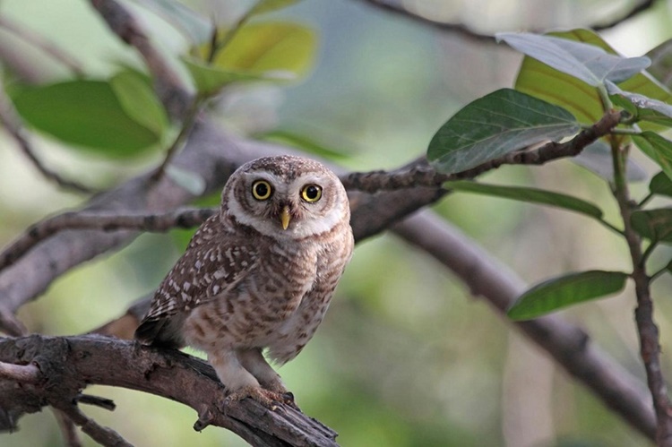 Fun Facts About Owl