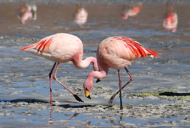 Fun Facts about Flamingos 