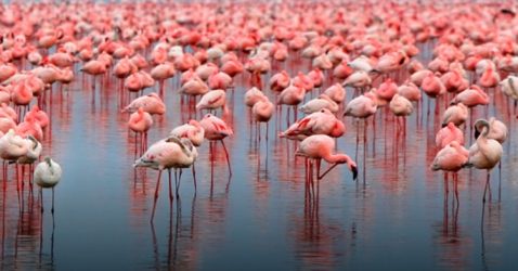Fun Facts about Flamingos